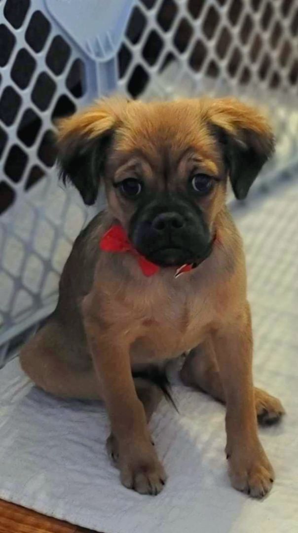 Quincy, an adopted Pug & Chihuahua Mix in Covina, CA_image-6