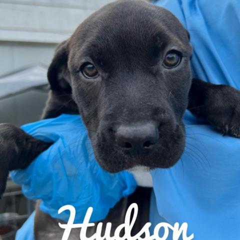 Hudson