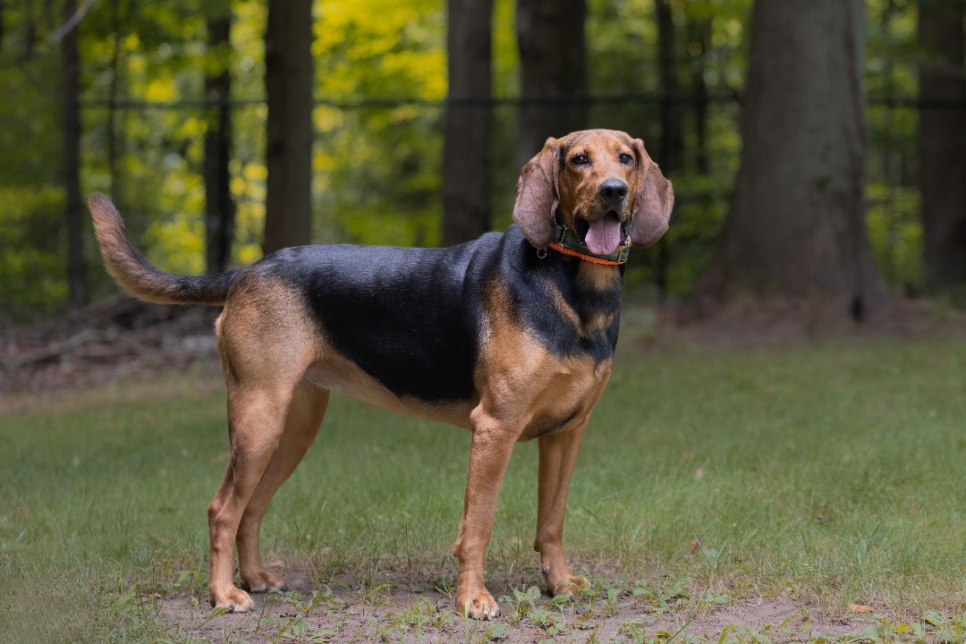 is elderberry good for dogs