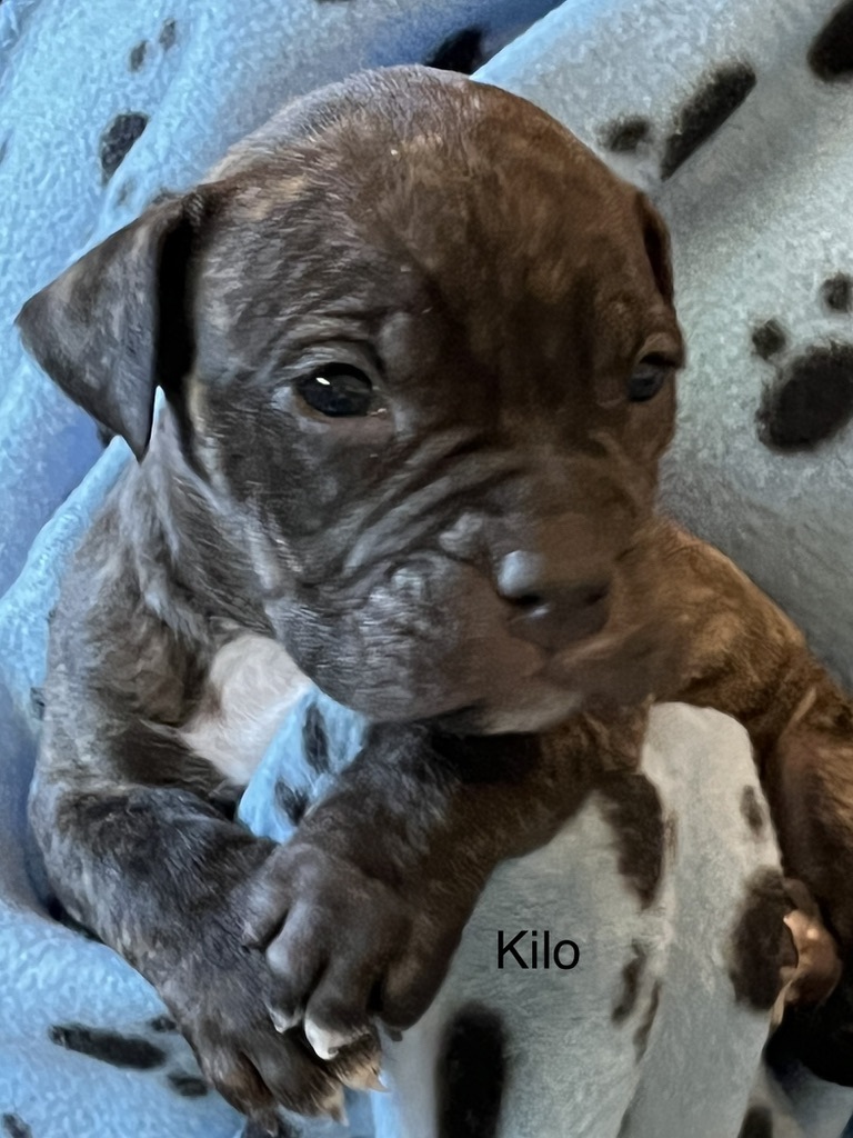 Kilo