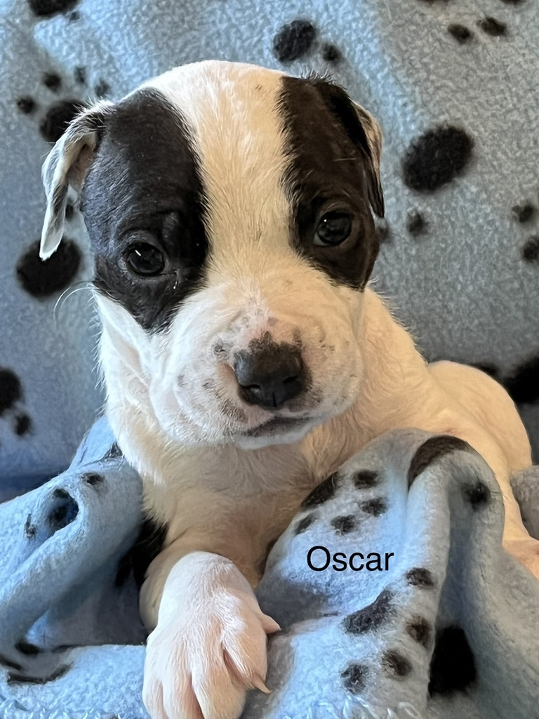 Oscar