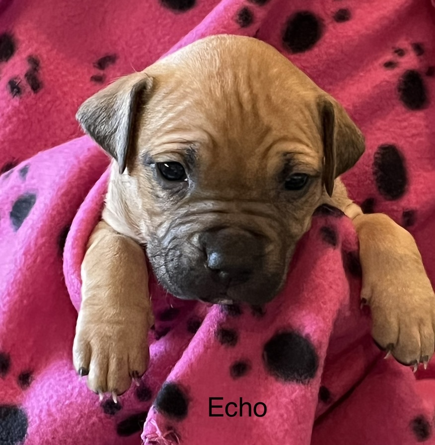 Echo