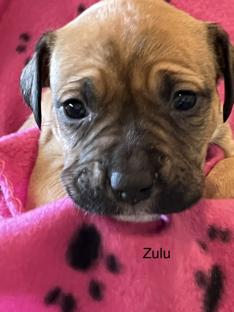 Zulu