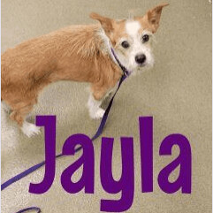 Jayla