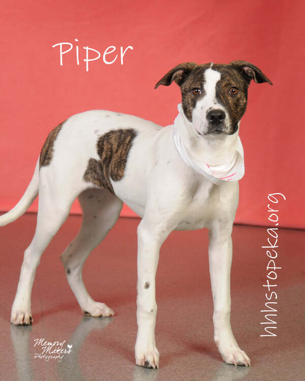 Piper