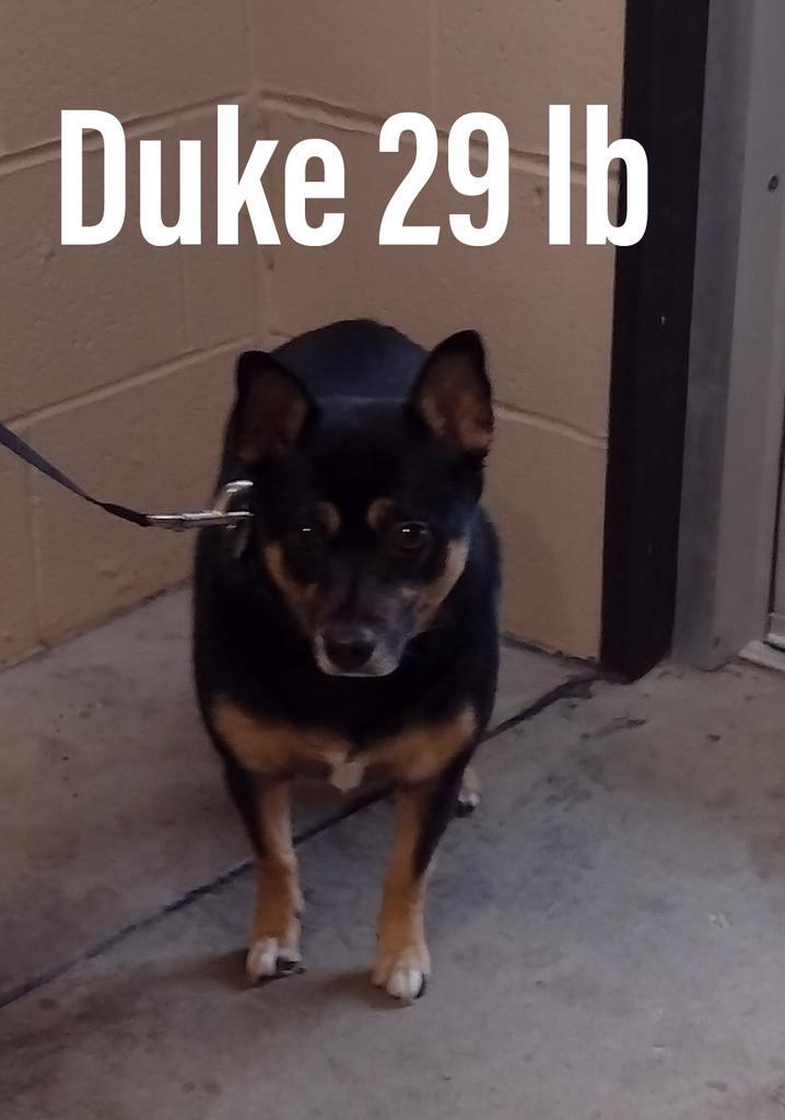 Duke