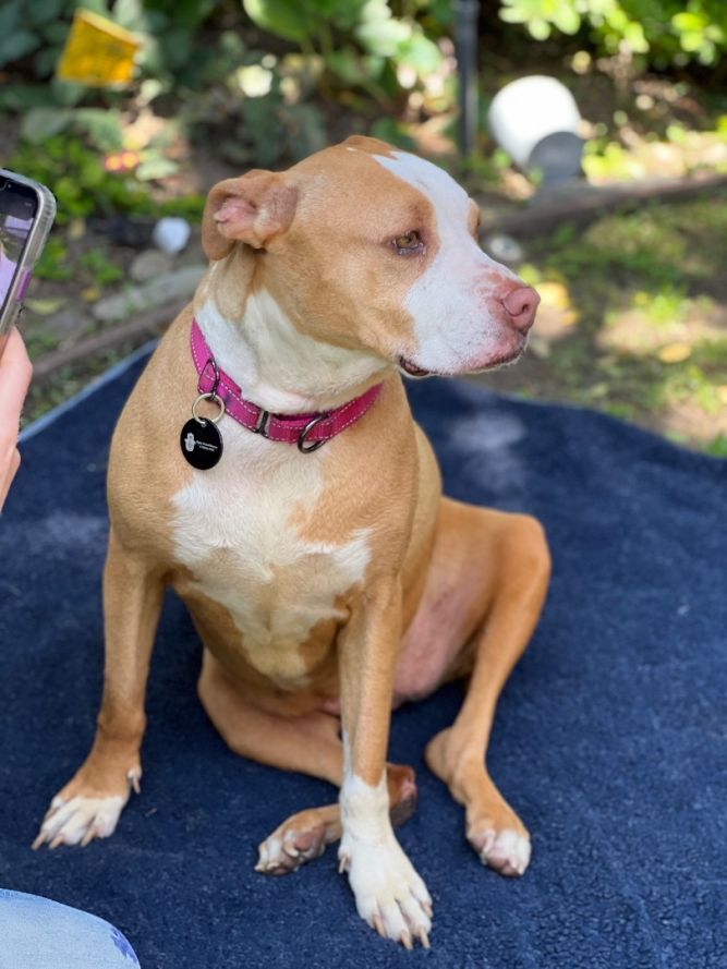 Dog for adoption Peaches, a Pit Bull Terrier Mix in Beverly Hills, CA Petfinder