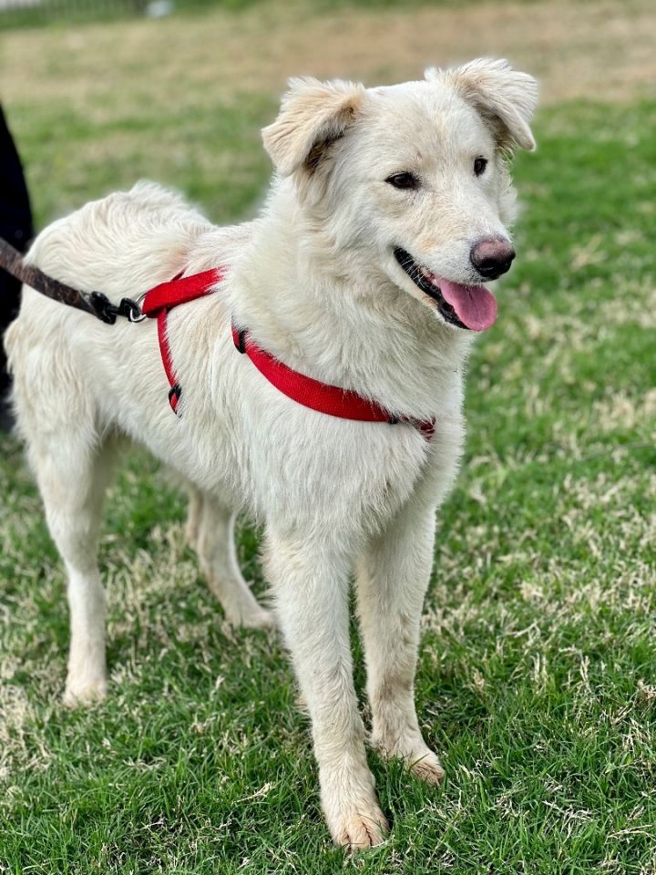 Hux , an adoptable Great Pyrenees & Shepherd Mix in Uvalde, TX_image-3