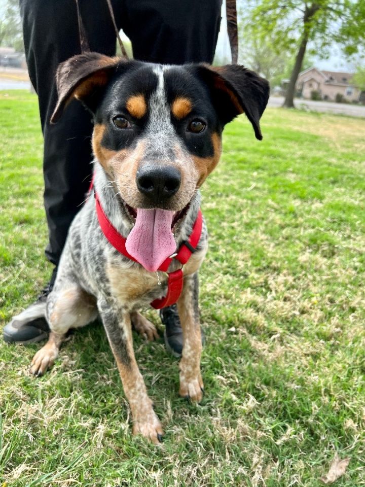 Harley, an adoptable Australian Cattle Dog / Blue Heeler & Bluetick Coonhound Mix in Uvalde, TX_image-1