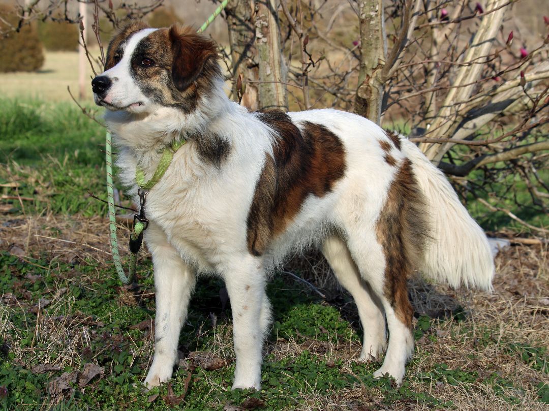 EDDIE COOP (very athletic flexible dog, agility, dancing, sport prospect)