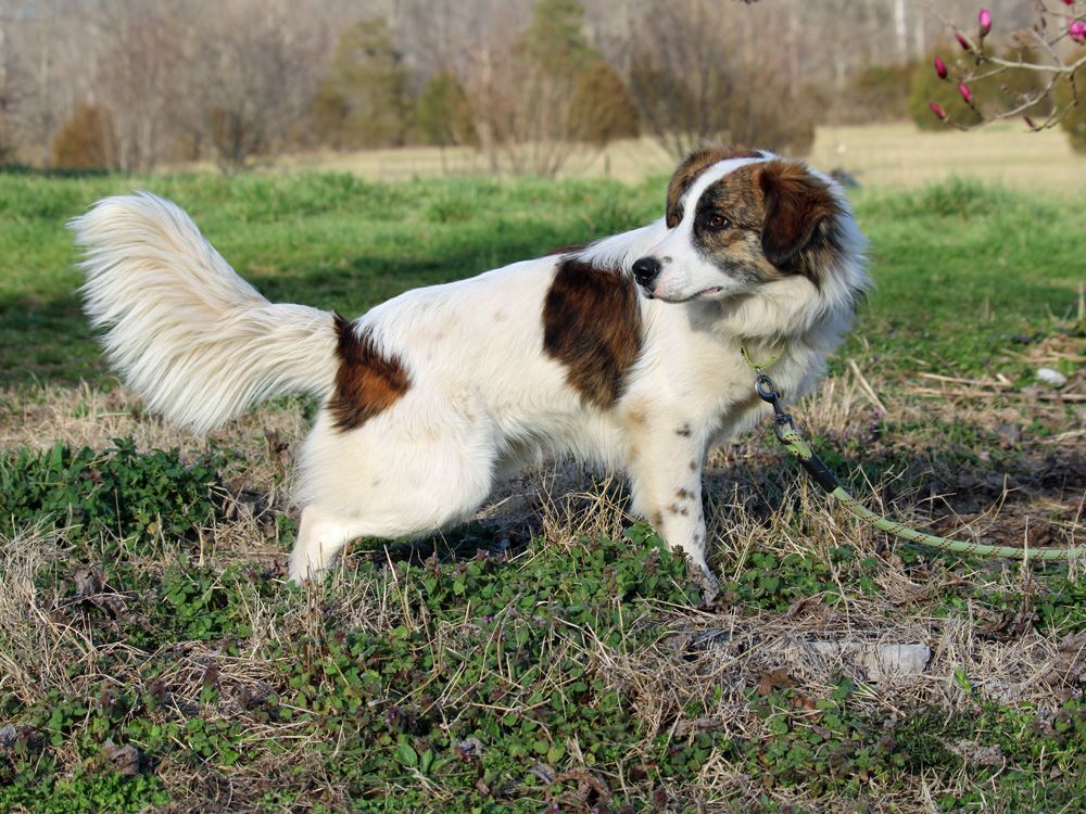 EDDIE COOP (very athletic flexible dog, agility, dancing, sport prospect), an adoptable Australian Shepherd in Marble Hill, MO, 63764 | Photo Image 3