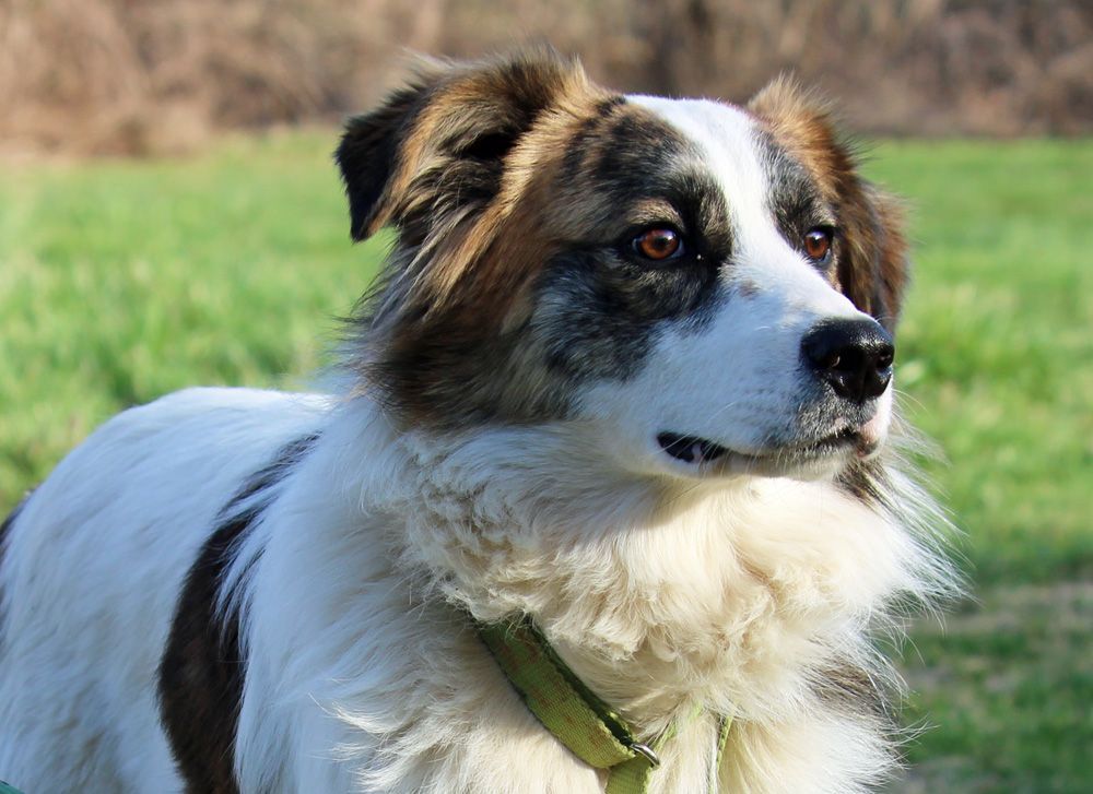 EDDIE COOP (very athletic flexible dog, agility, dancing, sport prospect), an adoptable Australian Shepherd in Marble Hill, MO, 63764 | Photo Image 4