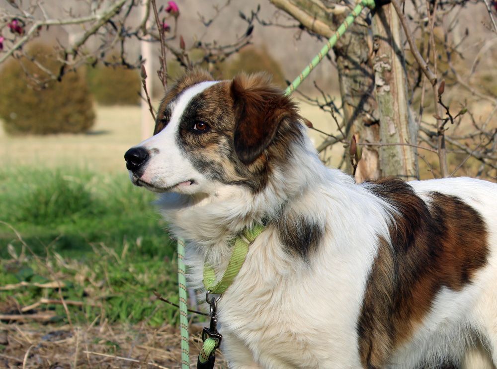 EDDIE COOP (very athletic flexible dog, agility, dancing, sport prospect), an adoptable Australian Shepherd in Marble Hill, MO, 63764 | Photo Image 5