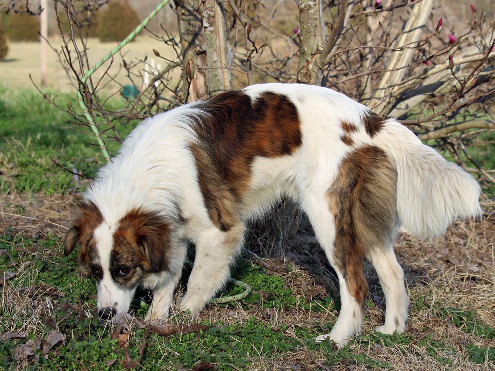 EDDIE COOP (very athletic flexible dog, agility, dancing, sport prospect), an adoptable Australian Shepherd in Marble Hill, MO, 63764 | Photo Image 6