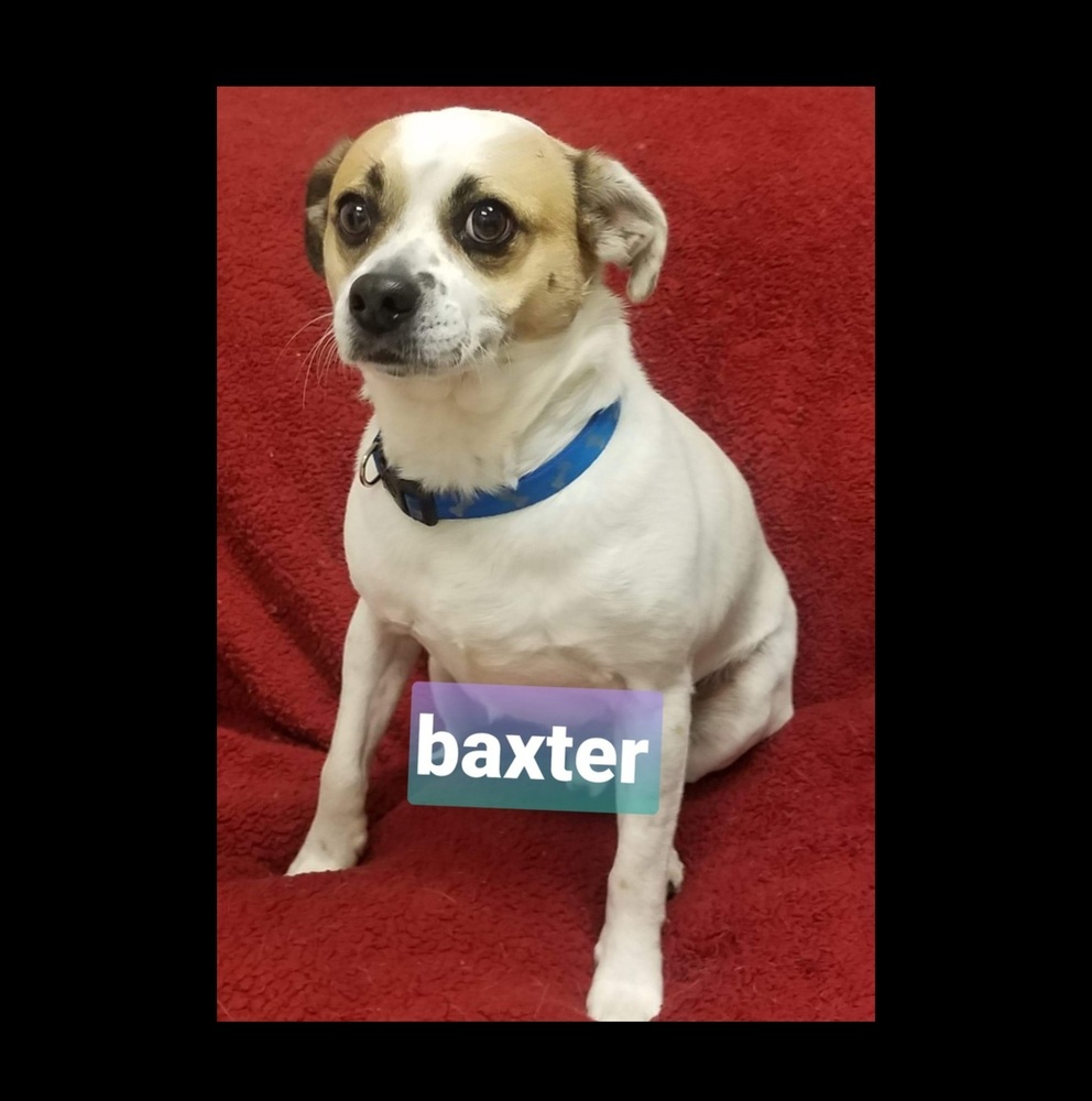 Baxter