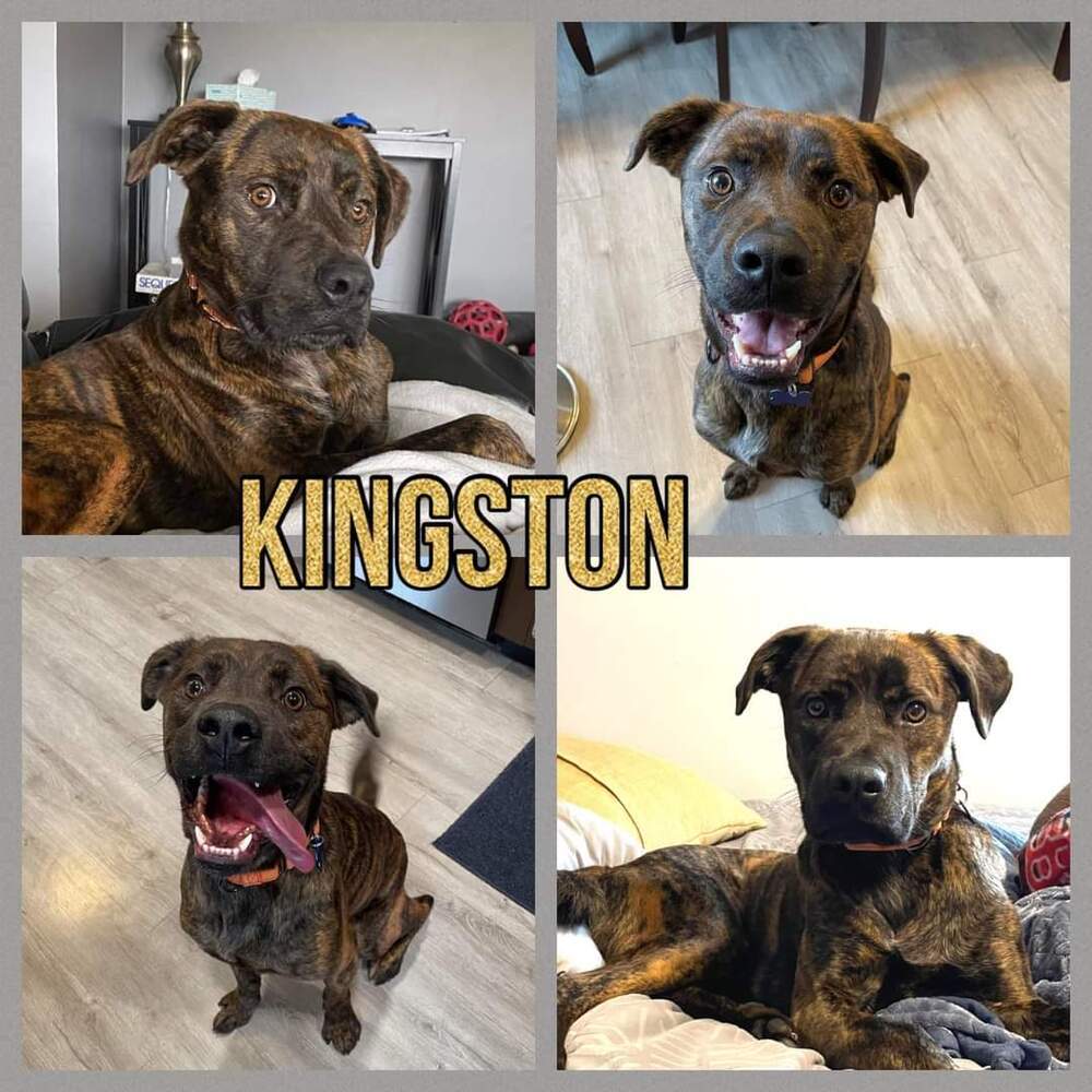 Kingston