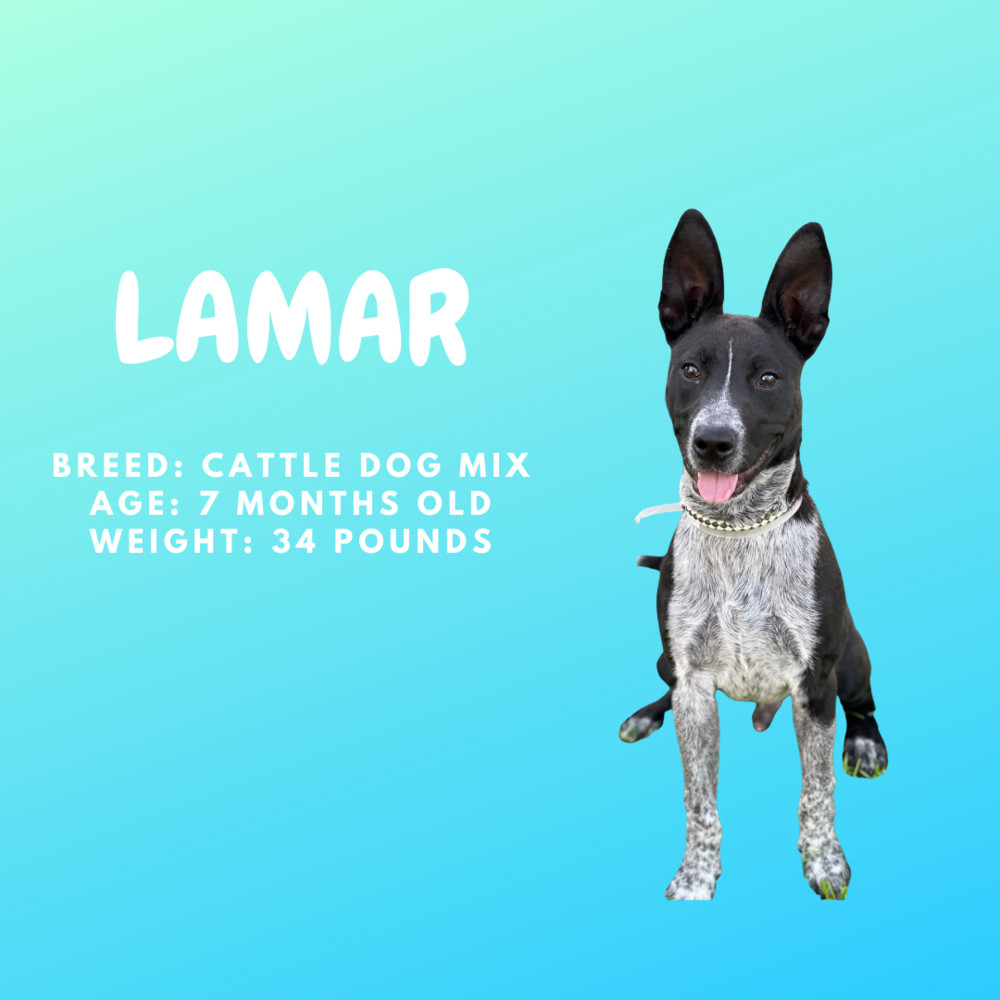 Lamar