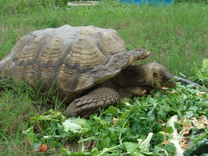 Tortoise for adoption - Sulcata Tortoises (6), a Sulcata in Christmas ...