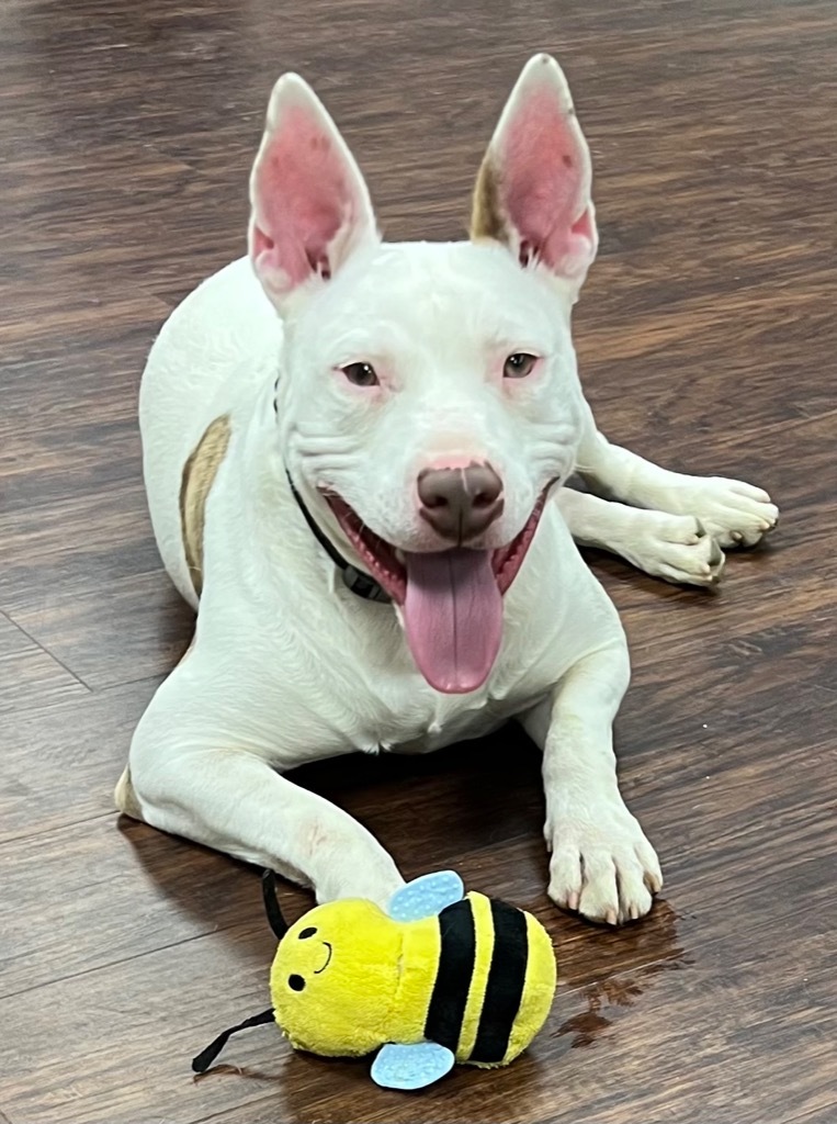 Toby, an adoptable Bull Terrier, Mixed Breed in Crossville, TN, 38557 | Photo Image 1