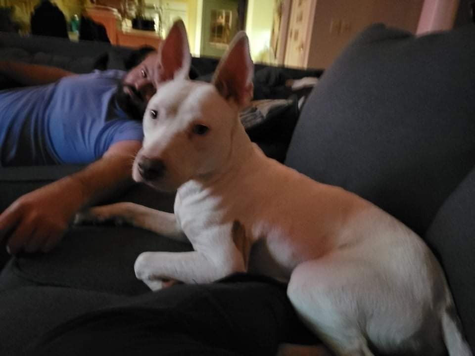 Toby, an adoptable Bull Terrier, Mixed Breed in Crossville, TN, 38557 | Photo Image 3