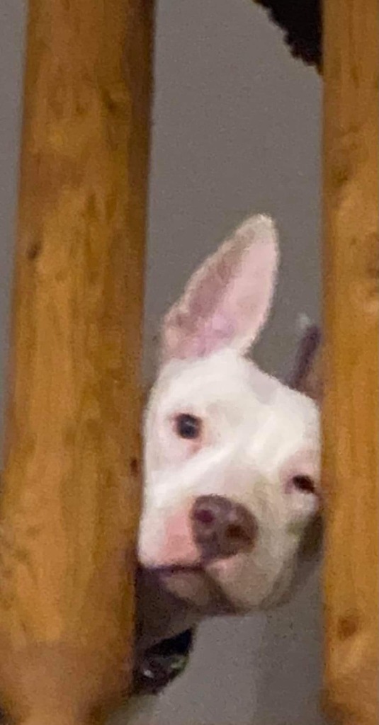 Toby, an adoptable Bull Terrier, Mixed Breed in Crossville, TN, 38557 | Photo Image 4
