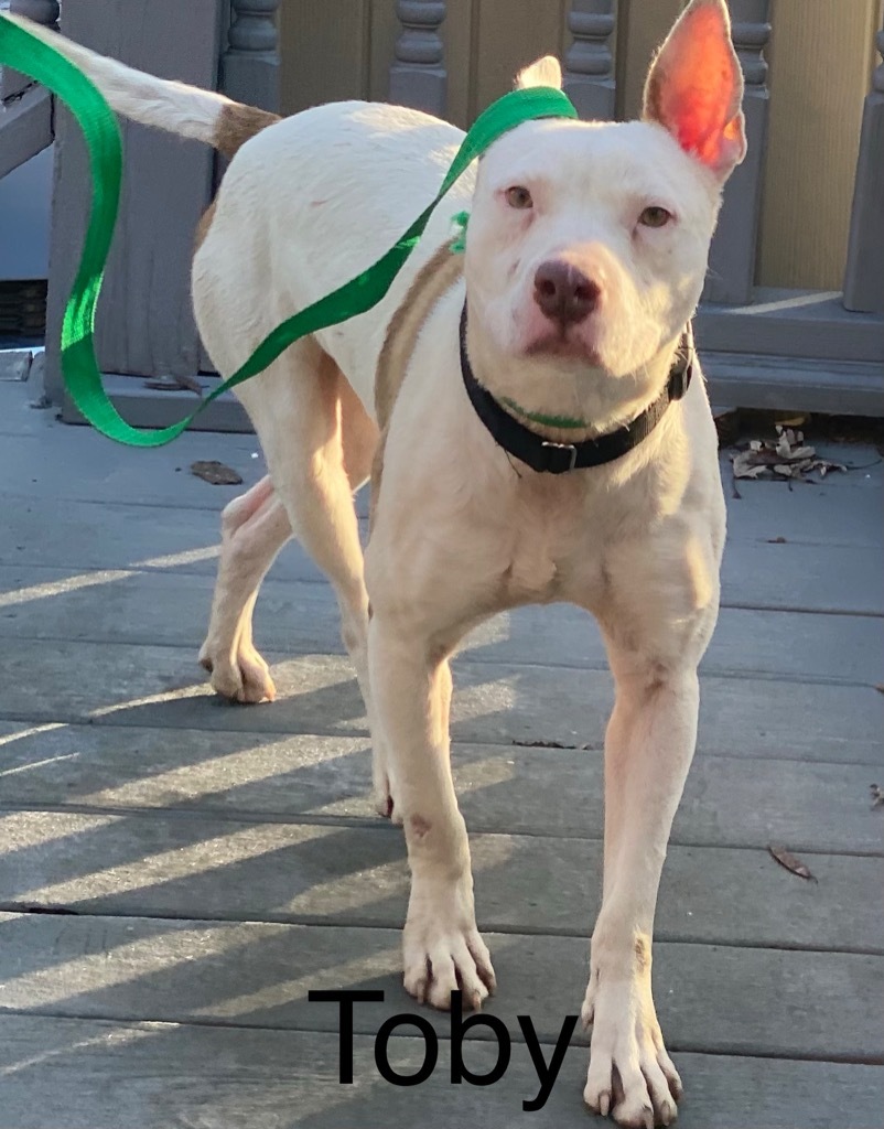 Toby, an adoptable Bull Terrier, Mixed Breed in Crossville, TN, 38557 | Photo Image 5