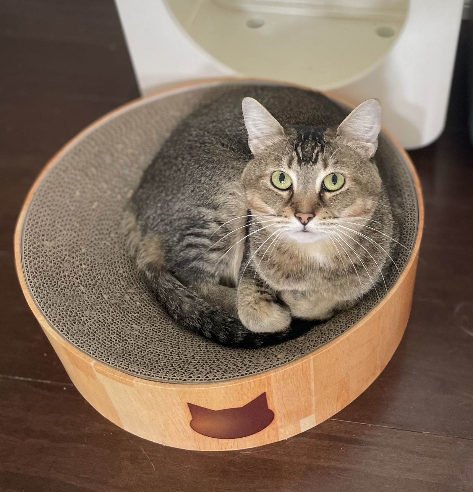 Maple, an adoptable Abyssinian, Domestic Short Hair in West Palm Beach, FL, 33405 | Photo Image 1