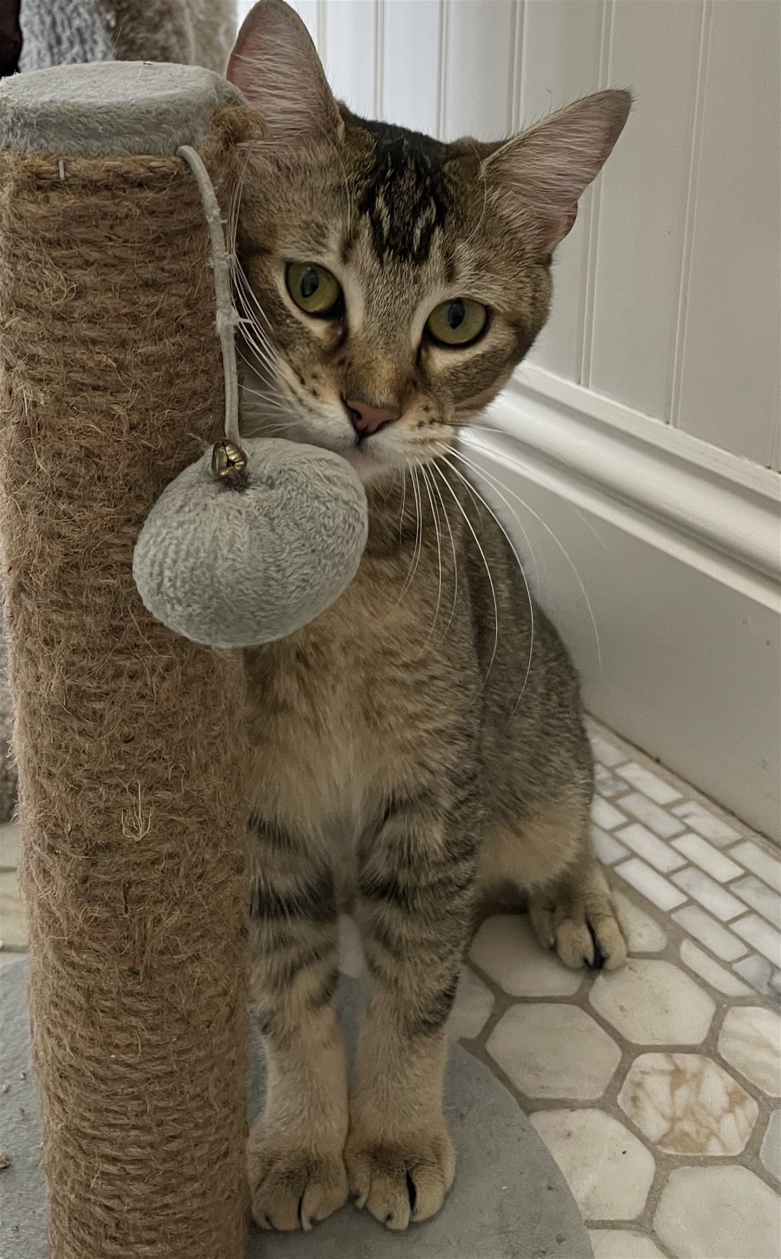 Maple, an adoptable Abyssinian, Domestic Short Hair in West Palm Beach, FL, 33405 | Photo Image 2