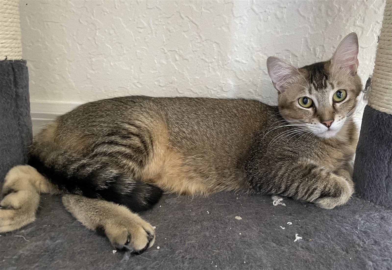 Maple, an adoptable Abyssinian, Domestic Short Hair in West Palm Beach, FL, 33405 | Photo Image 3