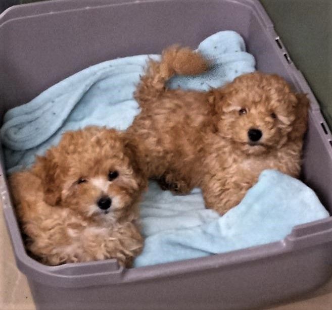 Teddy & Bear - MUST LIVE WITHIN 30 MINS. OF WARWICK, NY