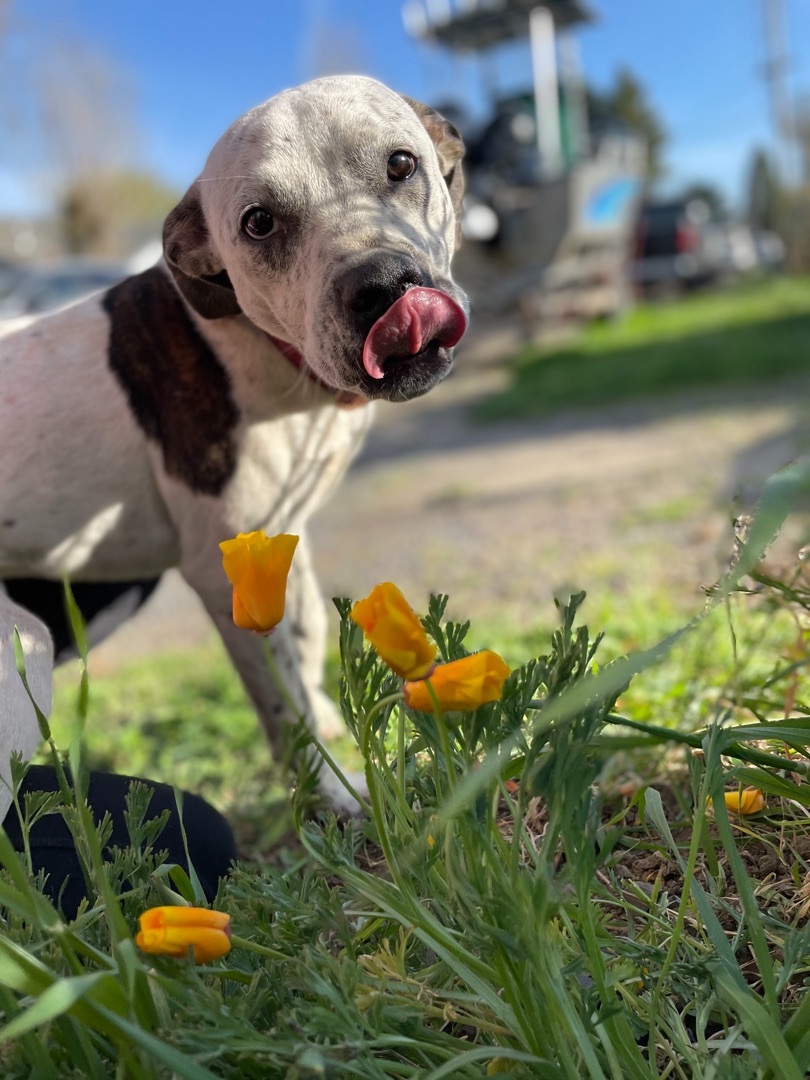 Izzy, an adoptable Australian Cattle Dog / Blue Heeler in Willits , CA, 95490 | Photo Image 1