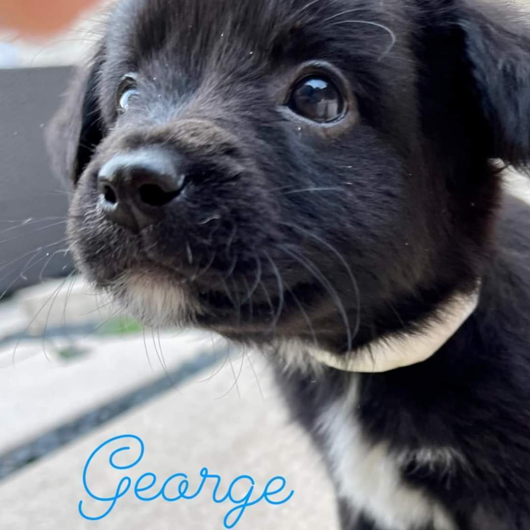 George