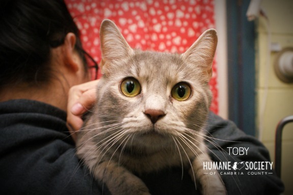Toby, an adoptable Domestic Short Hair in Johnstown, PA_image-1