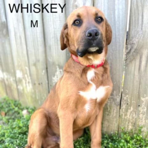 Whiskey