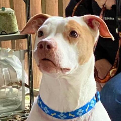 Denver, an adoptable Terrier, Hound in Little Rock, AR, 72223 | Photo Image 1