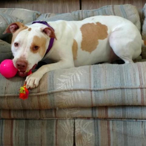 Denver, an adoptable Terrier, Hound in Little Rock, AR, 72223 | Photo Image 2