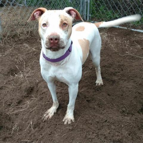 Denver, an adoptable Terrier, Hound in Little Rock, AR, 72223 | Photo Image 3