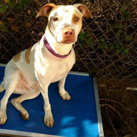 Denver, an adoptable Terrier, Hound in Little Rock, AR, 72223 | Photo Image 4