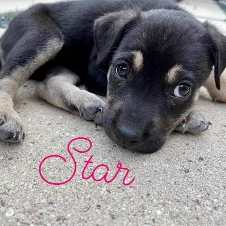 Star