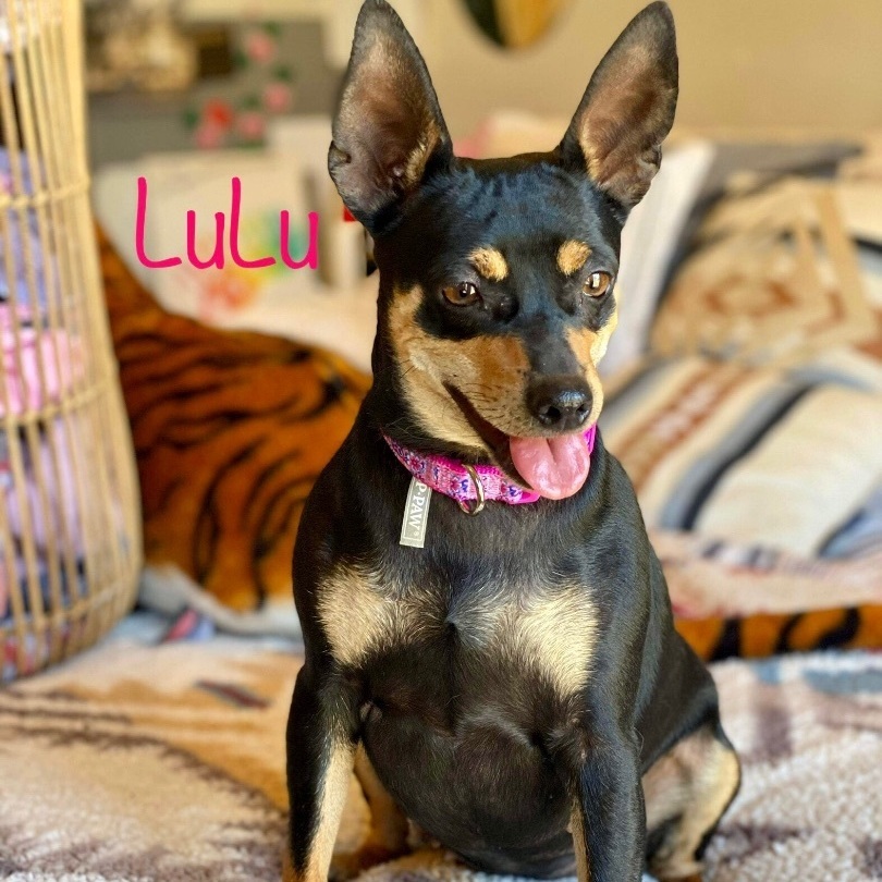 Lulu