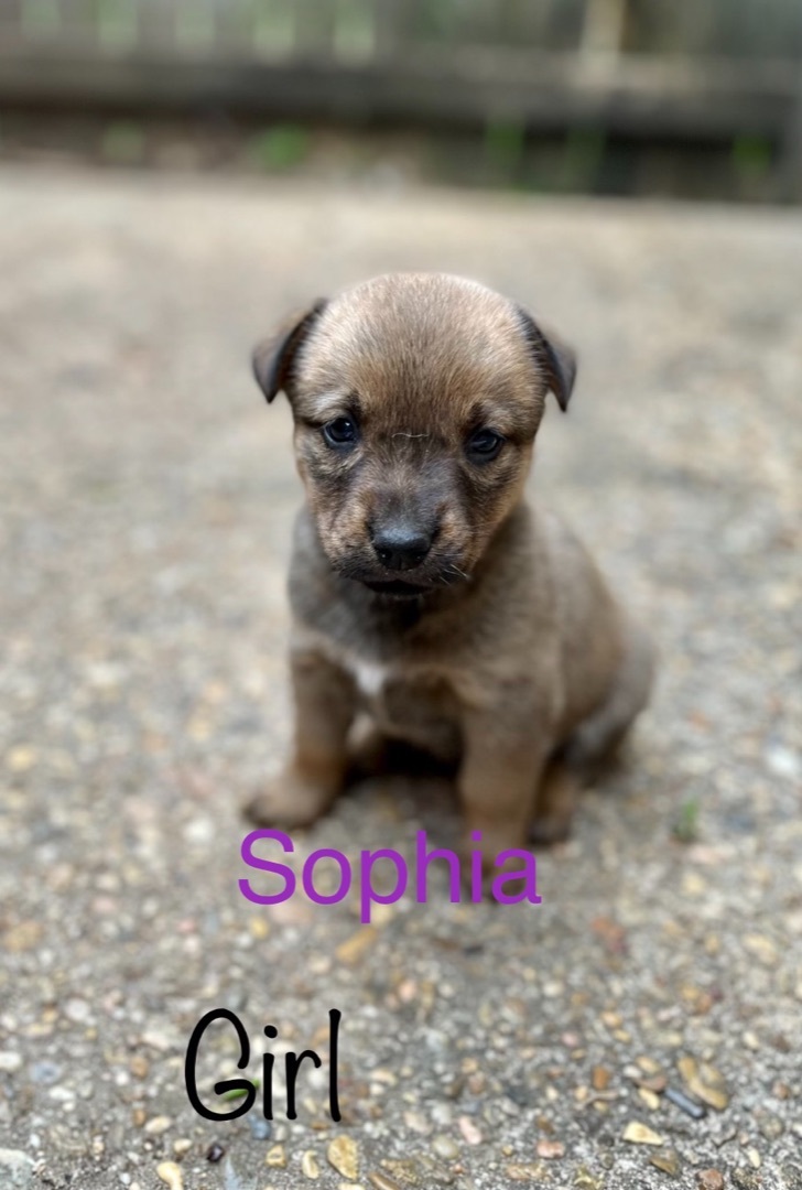 Sophia