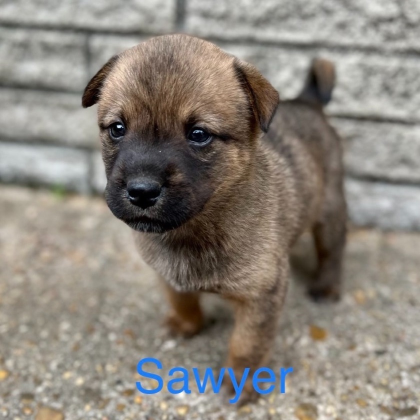 Sawyer