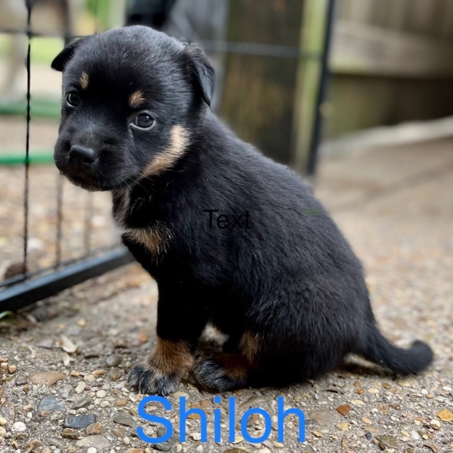 Shiloh