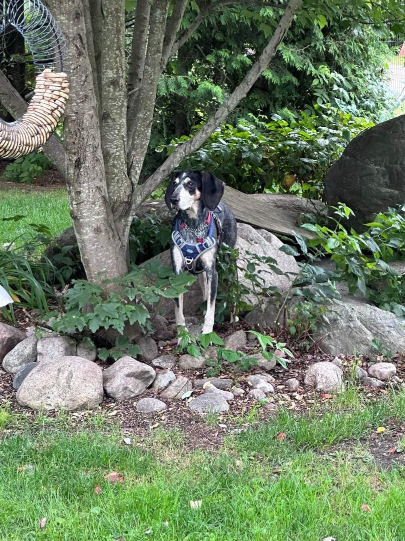 BayLee , an adoptable Bluetick Coonhound, Coonhound in brampton, ON, L6S 3S8 | Photo Image 2