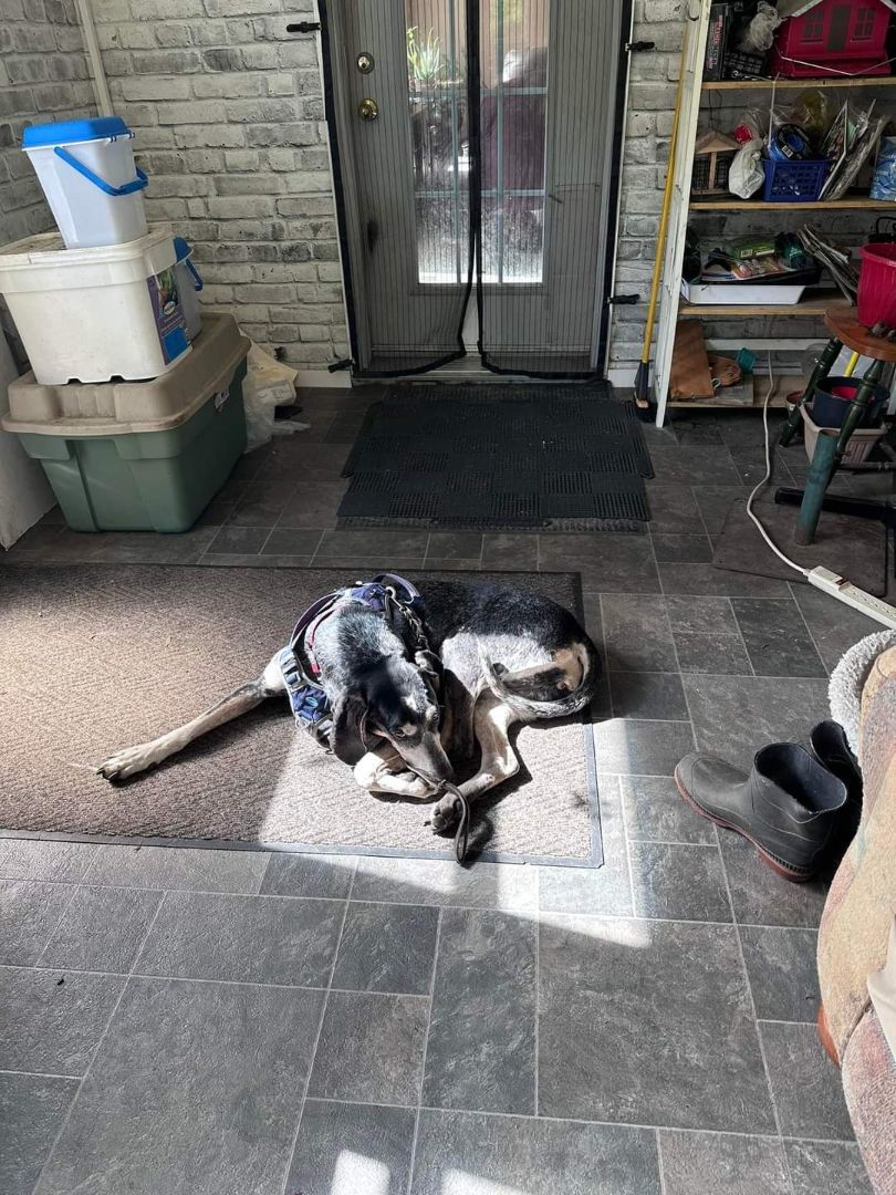 BayLee , an adoptable Bluetick Coonhound, Coonhound in brampton, ON, L6S 3S8 | Photo Image 1