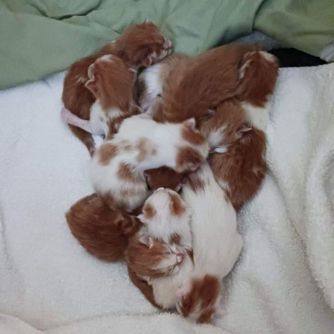 Cat for adoption Kittens!, a Domestic Short Hair Mix in Lewiston, ID