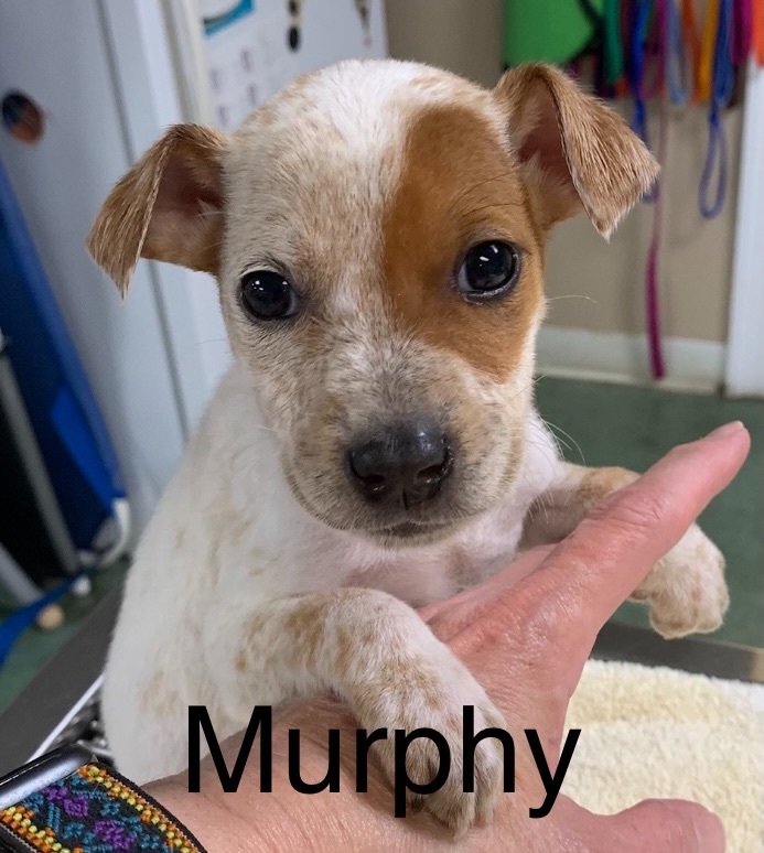 Murphy