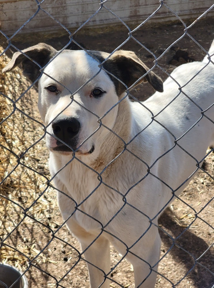 Homer, an adoptable Great Dane, Mixed Breed in Crosbyton, TX, 79322 | Photo Image 1