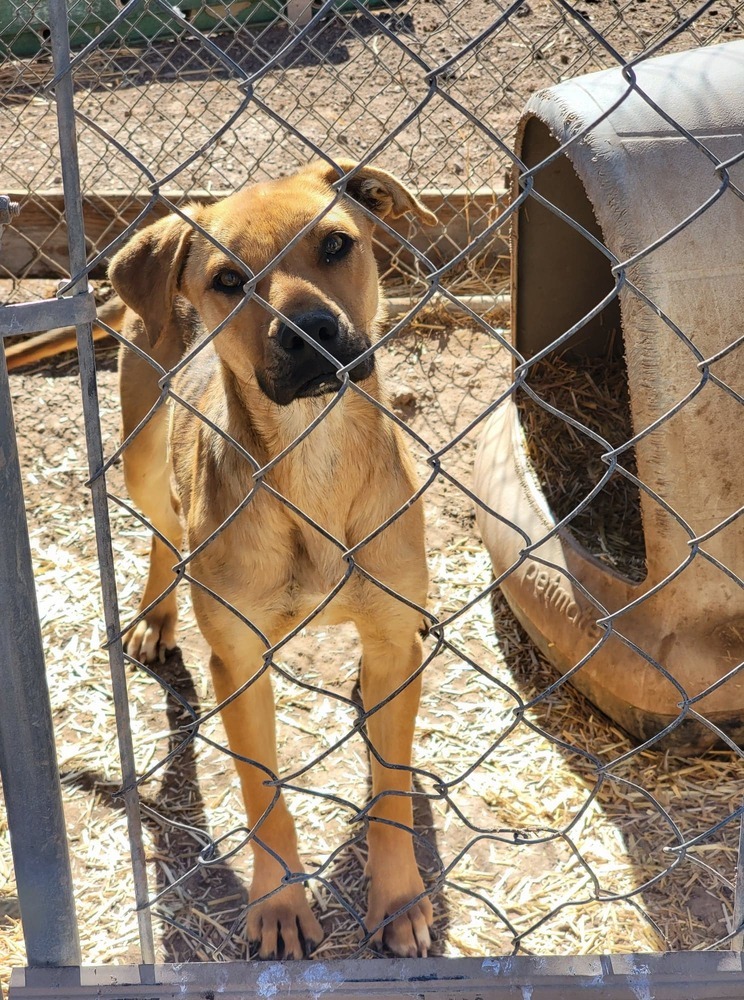 Taffy, an adoptable Black Mouth Cur, Pit Bull Terrier in Crosbyton, TX, 79322 | Photo Image 1