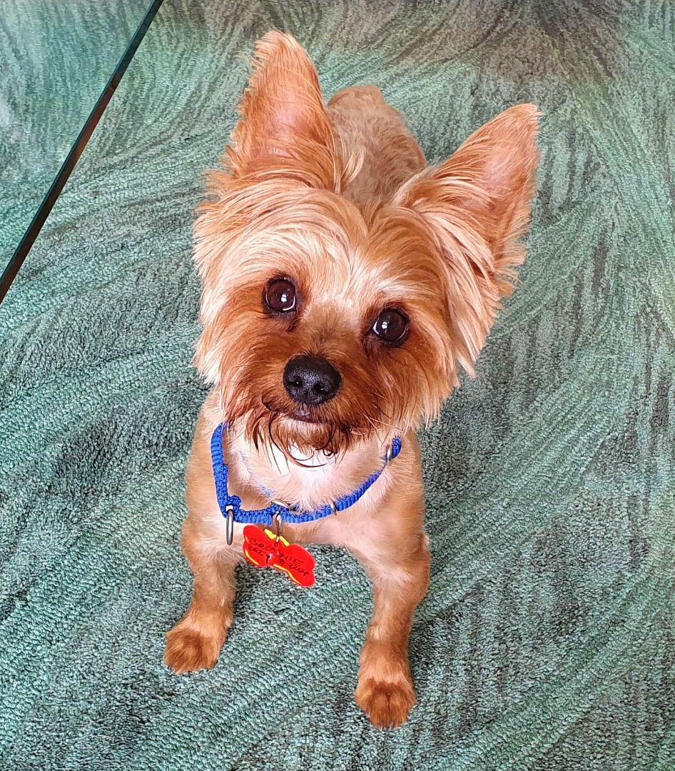 BROWNIE - (Adoptable for ONE-PERSON home - NJ/PA/MD) Application Link: http://www.yorkierescueme.com